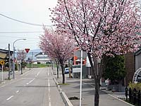 桜の街路樹の写真