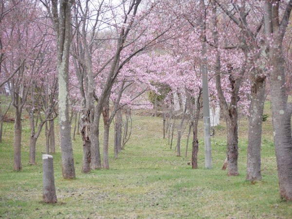 桜山公園の桜