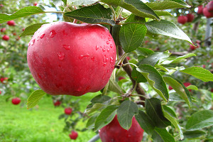 真っ赤に実ったリンゴの写真