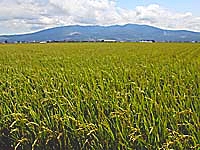 深川市の水田の写真