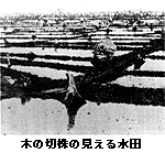 木の切株の見える水田の写真