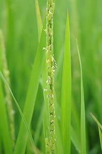 稲の花の写真