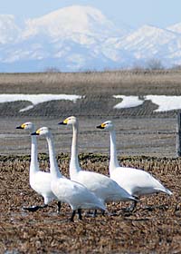 水田で羽を休める白鳥の写真