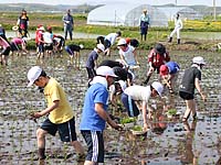 小学生の田植え体験の写真