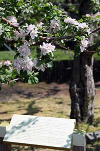 ニュートンのリンゴの木の写真