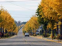 イチョウの街路樹の写真