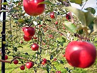 観光果樹園のリンゴの写真
