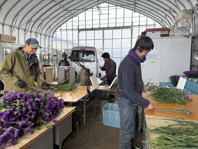 スターチスの選花をする埴山さん、荒井さん、馬場野さん