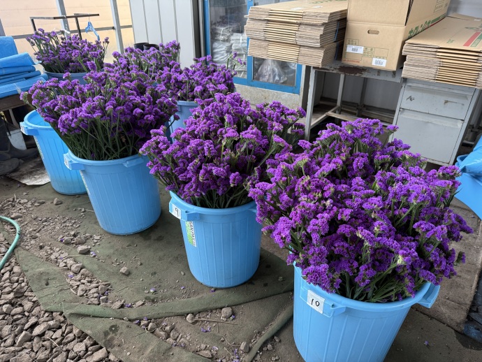 綺麗に咲いたスターチスを皆様のもとへお届けします