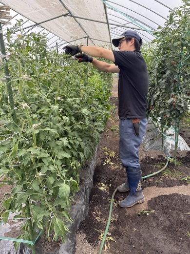 トマトの芽かきをする馬場野さん