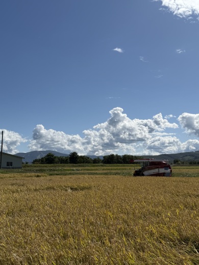 黄金の稲を刈るコンバイン