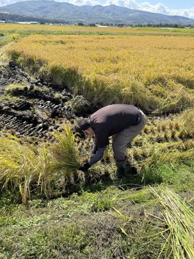 手作業で稲刈りをする橋本さん