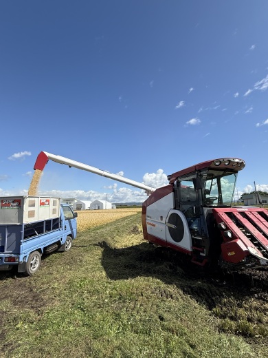 コンバインからコンテナへ籾を大放出！