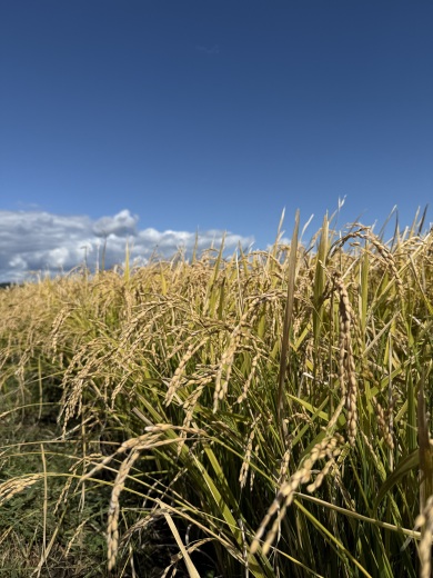 美味しいお米となって食卓へ届きます