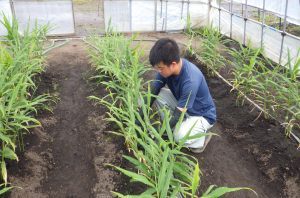 生姜の収穫作業を行う松原さん