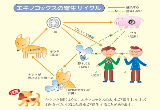 感染経路図