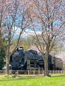 桜山公園の桜