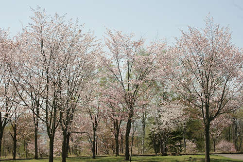 桜