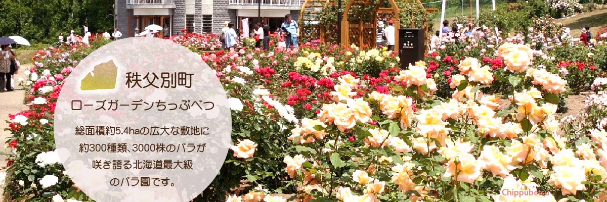 秩父別町 ローズガーデンちっぷべつ 総面積5.4ヘクタールの広大な敷地に約3000株のバラが咲き誇る北海道最大級のバラ園です。