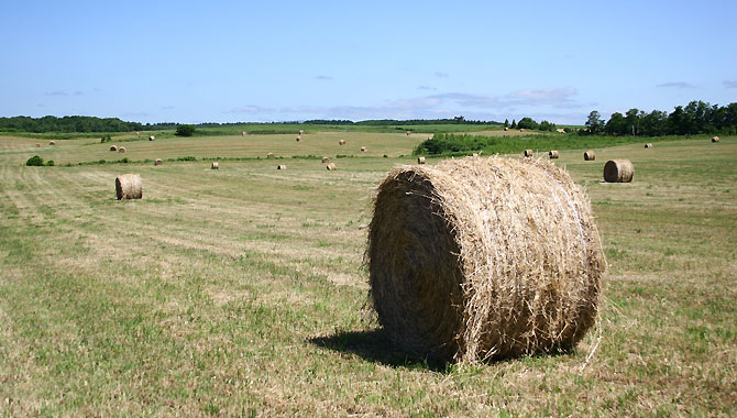 牧草ロールの写真