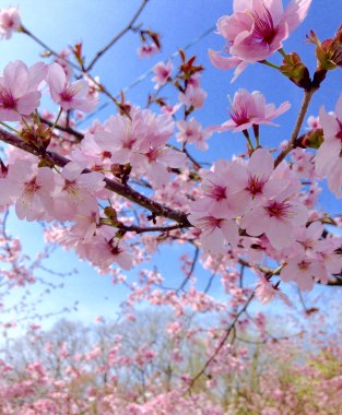 写真桜
