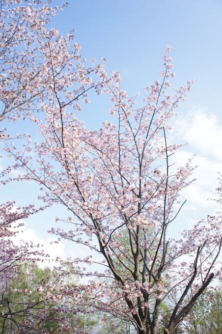 桜山公園の写真2
