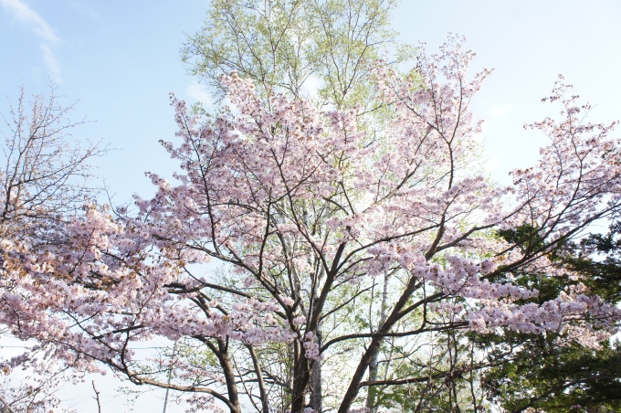 桜山公園の写真4