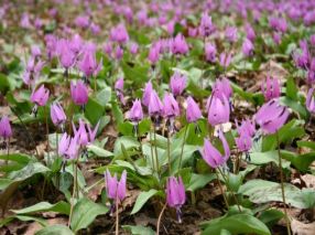 一面カタクリの花の写真