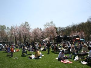 市民桜まつりの様子の写真