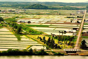 水田の大動脈