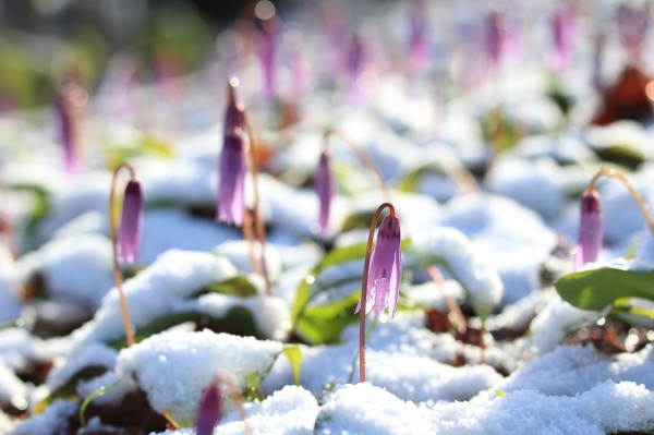 カタクリの花になごり雪