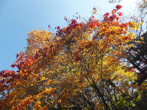 深川神社