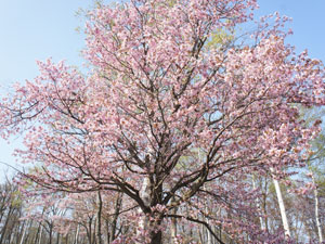 桜の写真3