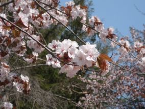 桜の写真