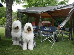 テントと犬2匹の写真