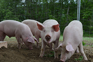 飼育中の豚の写真