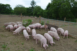 放牧中の豚の写真