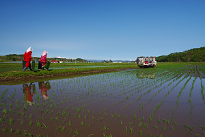 田に咲く紅い華