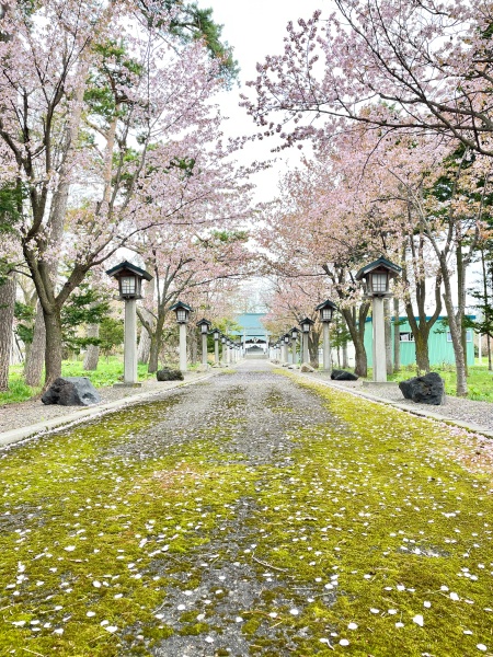 大國神社の春