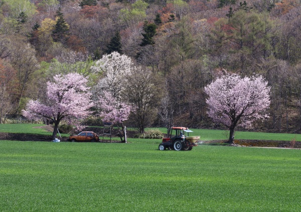 桜の頃