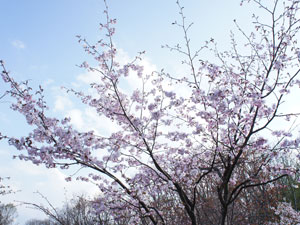 桜の写真1