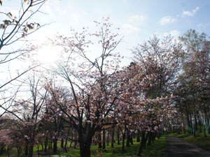 桜の写真4