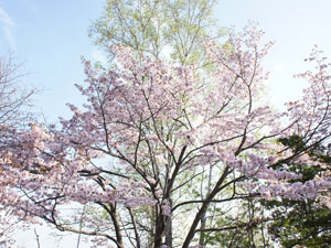 桜の写真2