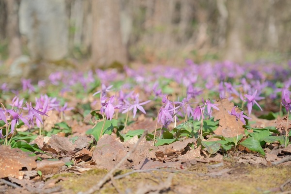 丸山公園のカタクリ